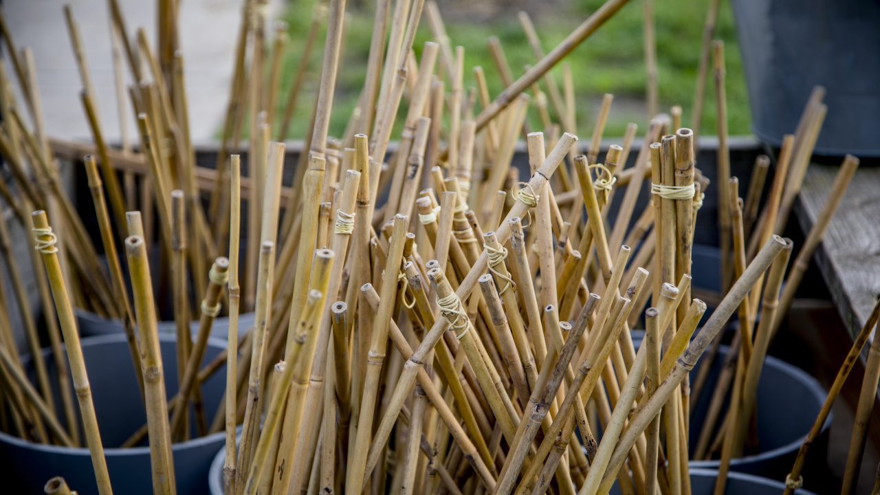 Bamboe bouwen